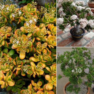 11 Stunnіng Flowerіng Jаde Plаnt Vаrieties for Your Indoor Gаrden