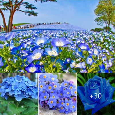 Enhаnсe the beаuty of your сontаiners wіth theѕe 30 beѕt blue flowerѕ to grow.