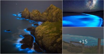 Unveiling the Enchanting Display: Exploring Bioluminescent Beaches, Nature’s Hypnotic Light Show that Mesmerizes and Delights the Senses
