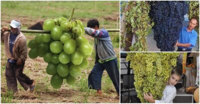Experience the victory of human labor as farmers gather colossal bunches of grapes using double-bearing techniques, demonstrating their unyielding resolve and expertise in conquering the giants of nature’s abundant yield