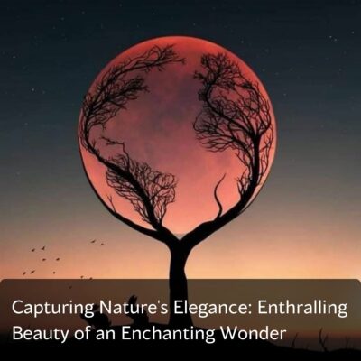 Embracing the Unforgettable Beauty: Captivating Grace of an Enchanting Natural Wonder