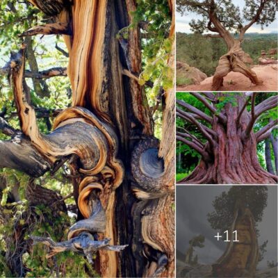 Immersing in the Majesty of Enduring Trees – Unveiling the Timeless Witnesses