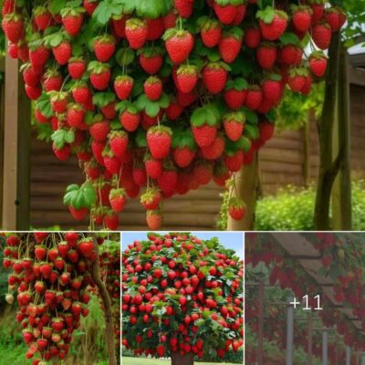 The Vibrant Red Fruits of the Enormous Strawberry Tree are Absolutely Astounding