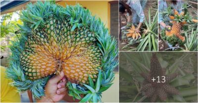 The Billions-Worth ‘Strange’ Mutant Pineapple: A Truly Astounding Value!