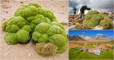 A captivating natural phenomenon, a colossal green blob resembling a plant, has been unearthed, dating back 3,000 years